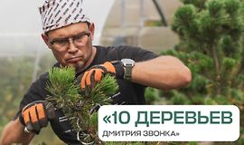 10 деревьев Дмитрия Звонка logo