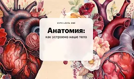 Анатомия: как устроено наше тело