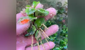 Черенкование