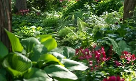 Цветник в тени