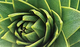 Форма природы