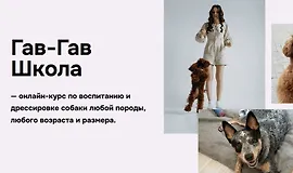 Гав-гав школа 9.0