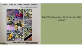 Гайд Томаты дома. От семян до сбора урожа