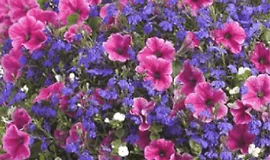 Горшечные цветы