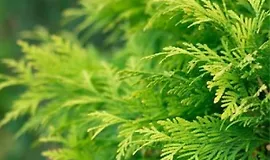 Хвойные растения