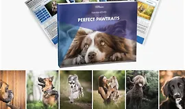 Идеальные портреты животных