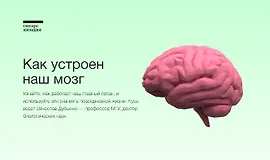 Как устроен наш мозг
