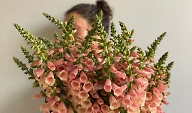 Как вырастить наперстянку