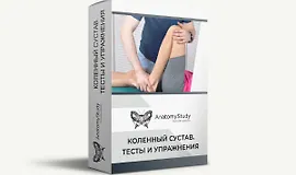 Коленный сустав. Тесты и упражнения