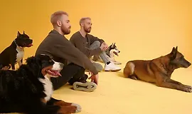 Онлайн-курс по дрессировке собак (базовое обучение)