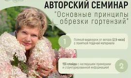 Основные принципы обрезки гортензий