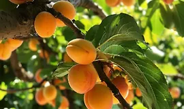 Основы Плодоводства