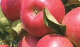 Плодовые деревья