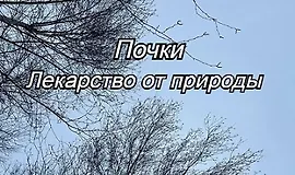 Почки. Лекарство от природы