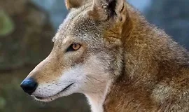 Полевой гид по дикой природе Северной Америки