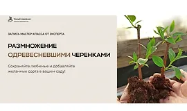 Размножение одревесневшими черенками