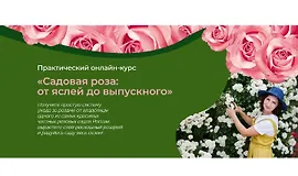 Садовая роза: от яслей до выпускного