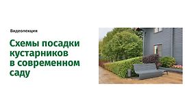 Схемы посадки кустарников в современном саду logo