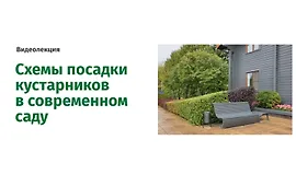 Схемы посадки кустарников в современном саду