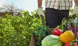 Школа больших урожаев