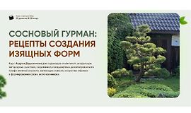 Сосновый гурман: рецепты создания изящных форм logo