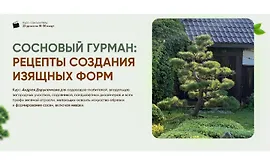 Сосновый гурман: рецепты создания изящных форм