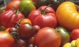 Томаты 