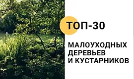 Топ-30 малоуходных деревьев и кустарников