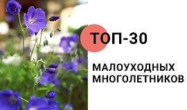 Топ-30 малоуходных многолетников logo