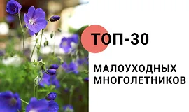 Топ-30 малоуходных многолетников