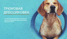 Трюковая дрессировка