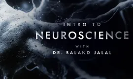 Введение в нейронауку