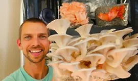 Выращивание грибов в помещении для бизнеса и удовольствия.