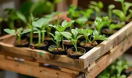 Выращивание рассады