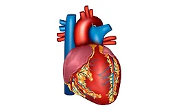 Здоровье сердца и сосудов — как нормализовать артериальное давление
