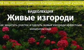 Живые изгороди. Где посадить, из чего сделать