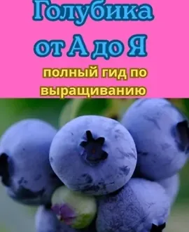 Голубика от А до Я: Полный гид по выращиванию