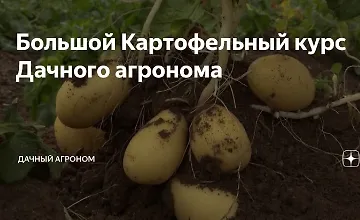 Изображение курса Большой Картофельный курс