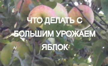 Изображение курса Что делать с большим урожаем яблок?