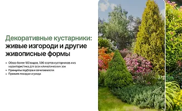 Изображение курса Декоративные кустарники: Живые изгороди и другие живописные формы