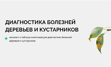 Изображение курса Диагностика болезней деревьев и кустарников