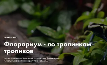 Изображение курса Флорариум - по тропинкам тропиков