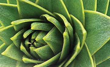 Изображение курса Форма природы