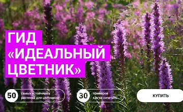 Изображение курса Гид «Идеальный цветник»