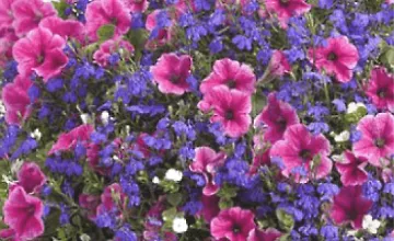 Изображение курса Горшечные цветы