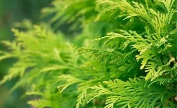 Изображение курса Хвойные растения