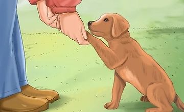 Как научить щенка соблюдать чистоплотность logo