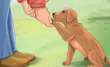 Изображение курса Как научить щенка соблюдать чистоплотность