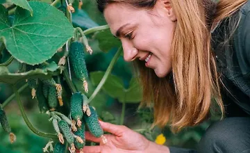 Изображение курса Мир огурцов