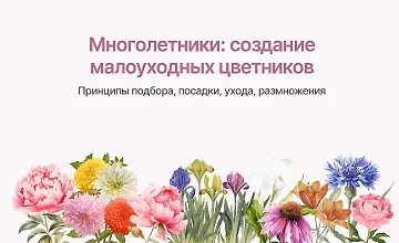 Изображение курса Многолетники: Создание малоуходных цветников